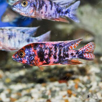 Premium Assorted Male Peacock Cichlid (Aulonocara sp.)
