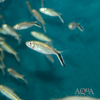 Obliqua Penguin Tetra (Thayeria obliqua)