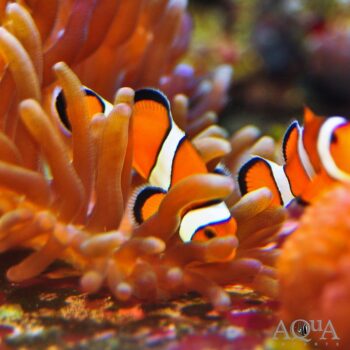 Ocellaris Clownfish (Amphiprion sp.)