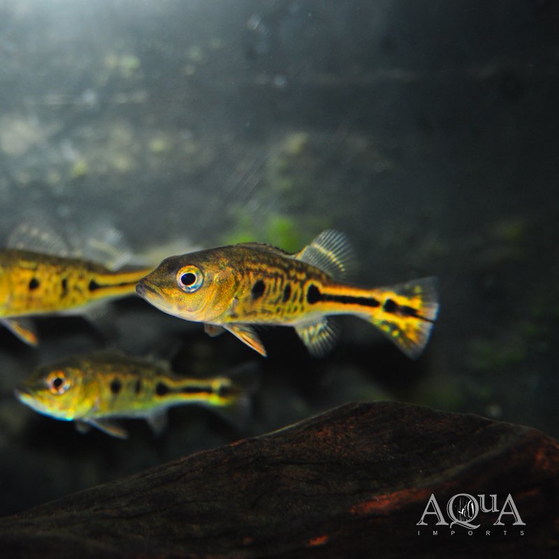 Ocellaris Peacock Bass (Cichla ocellaris)