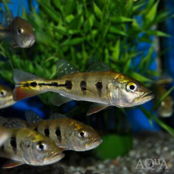 Ocellaris Peacock Bass (Cichla ocellaris)