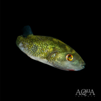 Ocellated Puffer (Leiodon cutcutia)