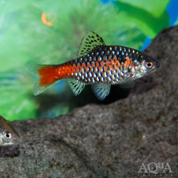 Odessa Barb (Puntius padamya)