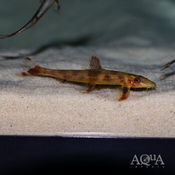 Ogilvie's Lizard Hillstream Loach (Homaloptera ogilviei)