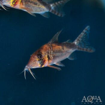 Olga Cory (Corydoras simulatus)