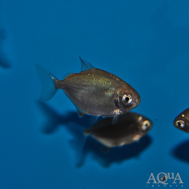 Onigiri' Silver Dollar (Metynnis sp. 'onigiri')