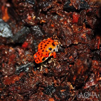 Oophaga pumilio Bastimentos Red Frog Beach Dart Frog
