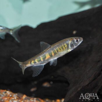 Longfin Banded Hill Trout (Opsariichthys evolans)