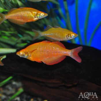 Orange Albino Millennium Rainbow (Glossolepis pseudoincisus)