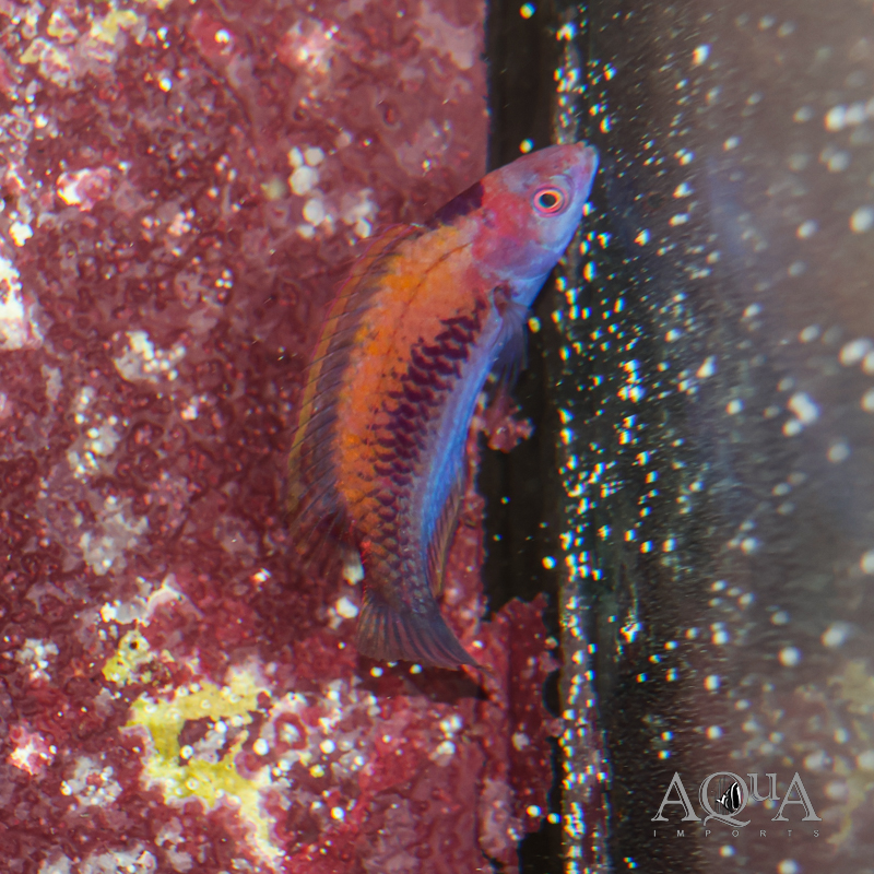 Orange Back Fairy Wrasse (Cirrhilabrus aurantidorsalis)