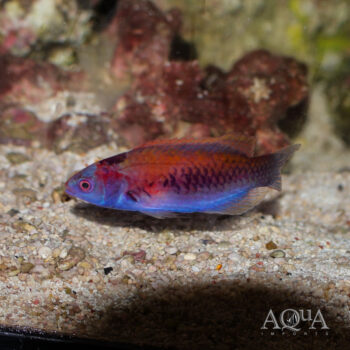 Orange Back Fairy Wrasse (Cirrhilabrus aurantidorsalis)