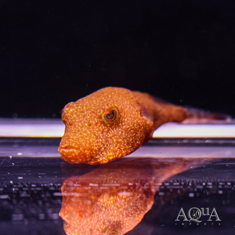 Orange Congo Puffer (Tetraodon miurus 'orange')