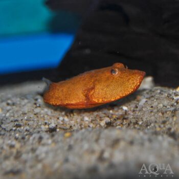 Orange Congo Puffer (Tetraodon miurus 'orange')