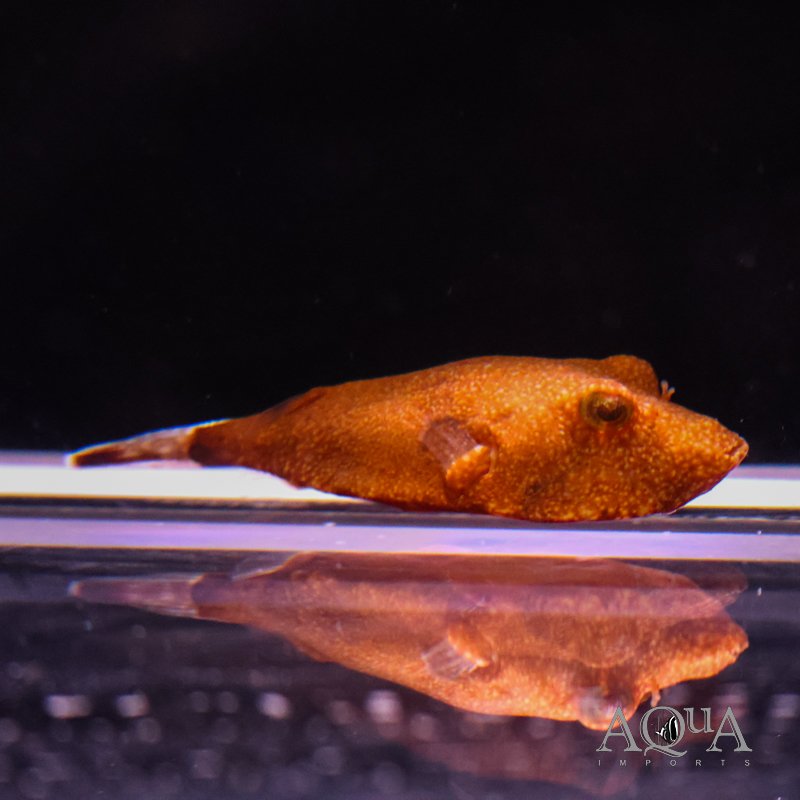 Orange Congo Puffer (Tetraodon miurus 'orange')
