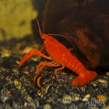 Orange Crayfish (Procambarus alleni)