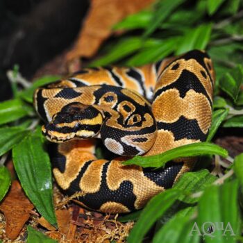 Orange Dream Vanilla Het Pied Ball
