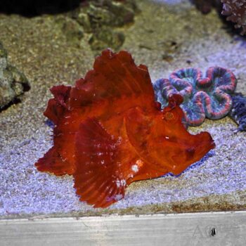 Orange Eschmeyer's Scorpionfish (Rhinopias eschmeyeri)