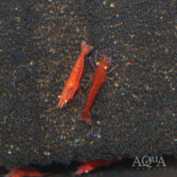 Orange Eye Red Devil Shrimp (Neocaridina davidi)