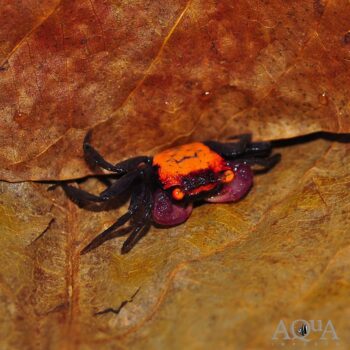 Orange Eye Vampire Crab (Geosesarma sp.)