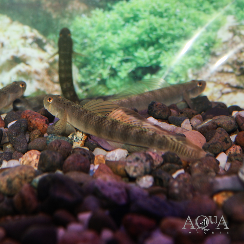 Orange Fin Stiphodon Goby (Stiphodon maculidorsalis)