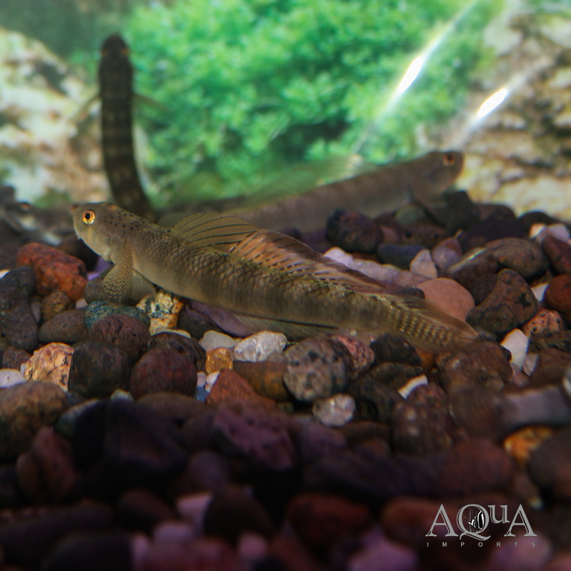 Orange Fin Stiphodon Goby (Stiphodon maculidorsalis)