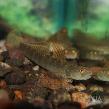 Orange Fin Stiphodon Goby (Stiphodon maculidorsalis)