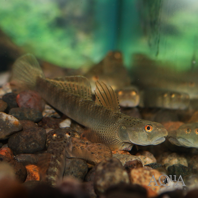 Orange Fin Stiphodon Goby (Stiphodon maculidorsalis)