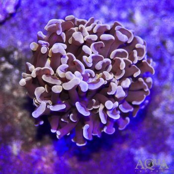 Orange Wall Hammer Coral (Euphyllia ancora)