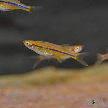 Orange Hatchet Danio (Neochela dadiburjori)