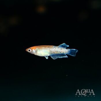 Orange Koi Medaka Ricefish (Oryzias latipes 'koi')