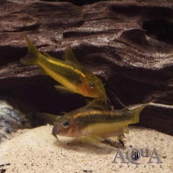 CW010 Orange Laser Cory (Osteogaster sp. "orange laser")