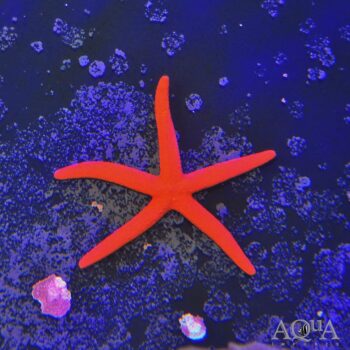 Orange Linckia Starfish (Linckia sp.)