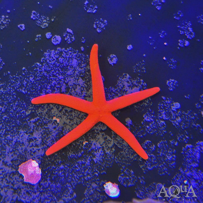 Orange Linckia Starfish (Linckia sp.)