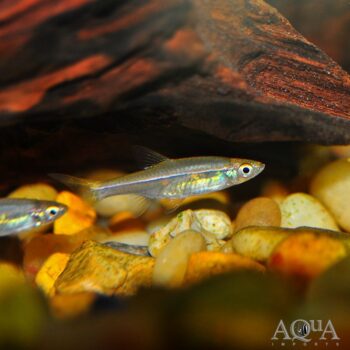 Orange Line Rasbora (Trigonopoma pauciperforatum)