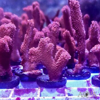 Orange Montipora Digitata (Montipora digitata)