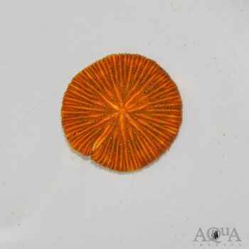 Orange Plate Coral (Cycloseris sp.)