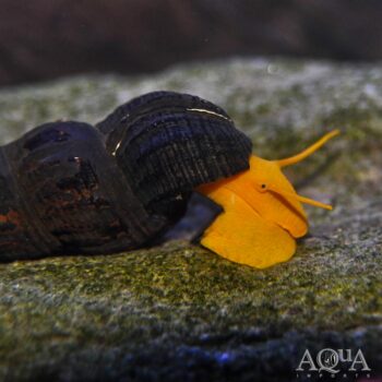 Orange Rabbit Snail (Tylomelania gemmifera 'orange')