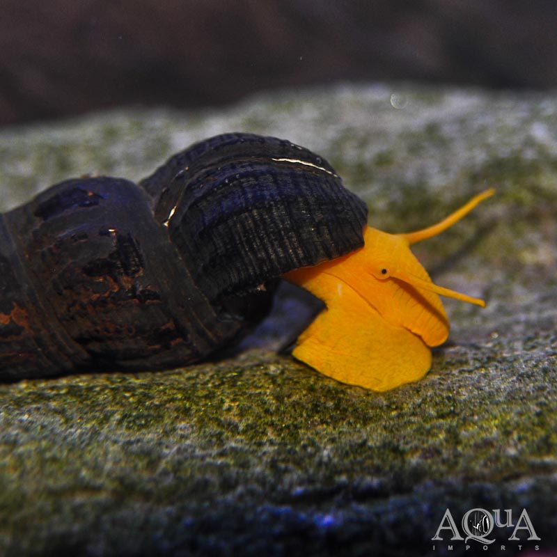 Orange Rabbit Snail (Tylomelania gemmifera 'orange')