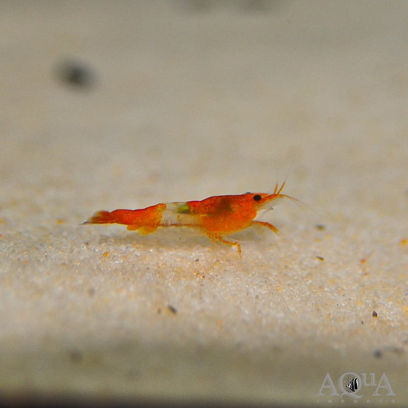 Orange Rili Shrimp (Neocaridina davidi)