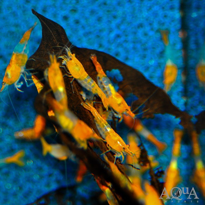 Orange Rili Shrimp (Neocaridina davidi) - Image 2