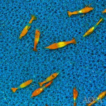 Orange Rili Shrimp (Neocaridina davidi)