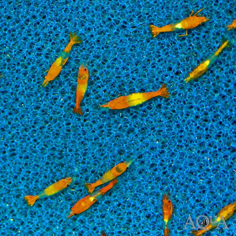 Orange Rili Shrimp (Neocaridina davidi)