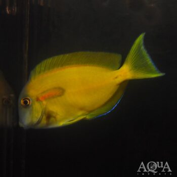 Orange Shoulder Tang (Acanthurus olivaceus)
