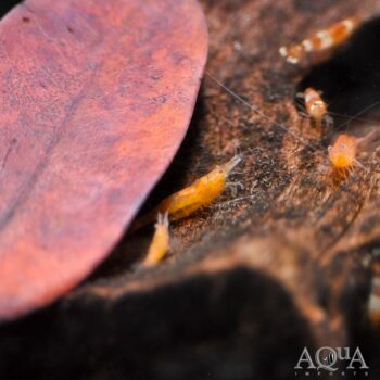 Orange Shrimp (Caridina cf. propinqua)
