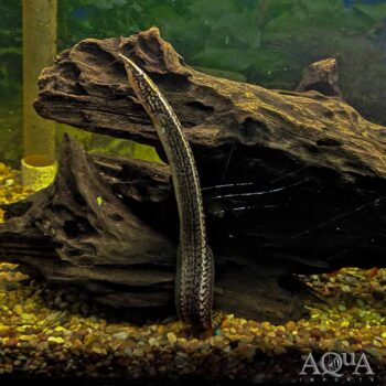 Orange Spot Eel (Mastacembelus liberiensis)