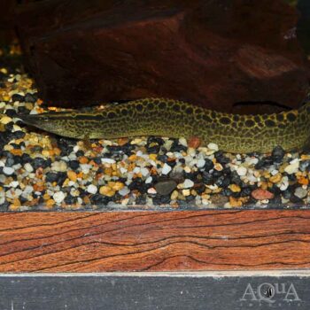 Pantherinus Eel (Mastacembelus pantherinus)