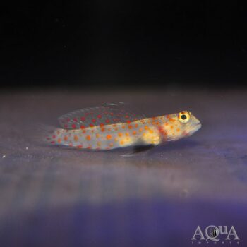 Orange Spotted Shrimp Goby (Amblyeleotris guttata)