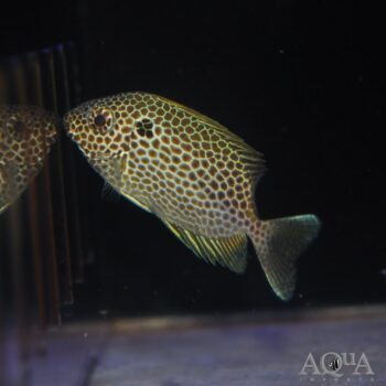 Orange Spotted Rabbitfish (Siganus guttatus)