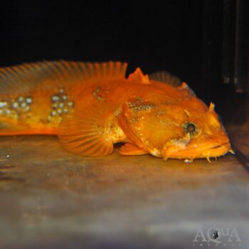 Orange Toadfish (Opsanus beta)