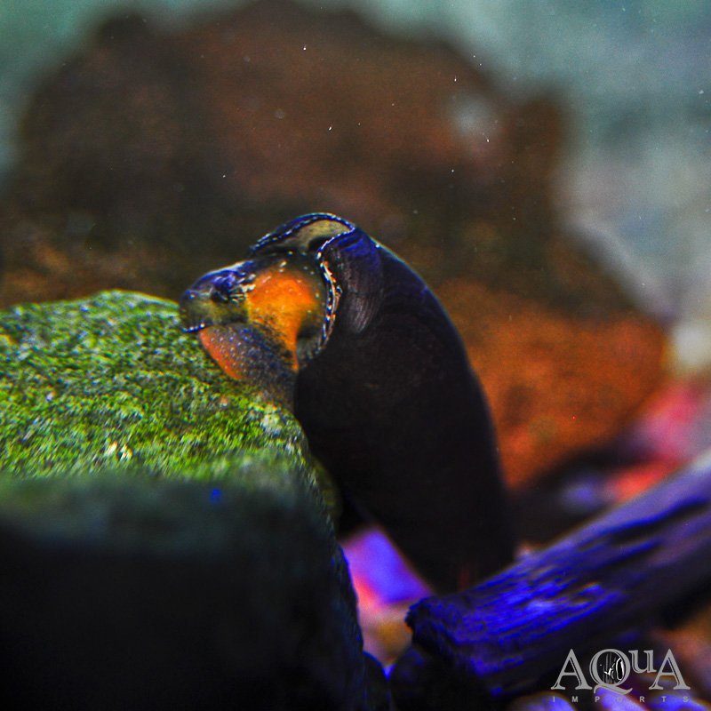 Black Devil Snail (Faunus ater) - Image 3